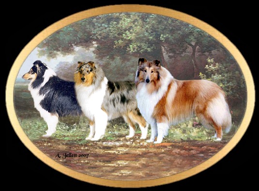 Our Collies - Bliss, Trad & Lochie 